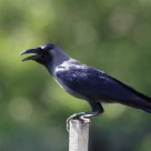 House Crow